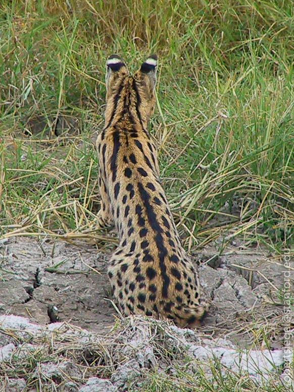 serval